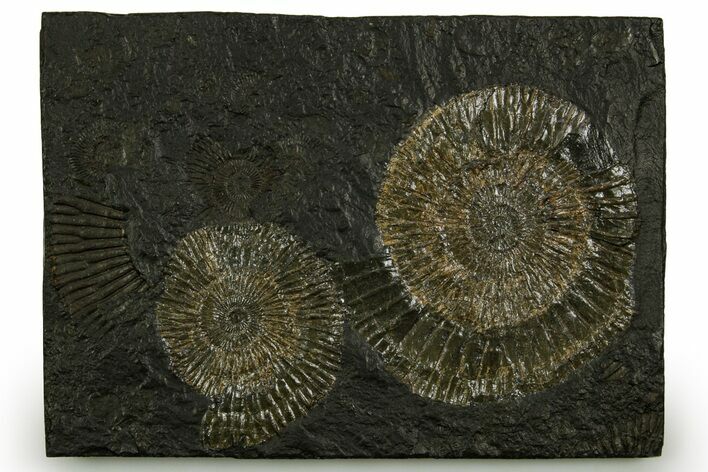Fossil Ammonite (Dactylioceras) Cluster - Posidonia Shale, Germany #378178